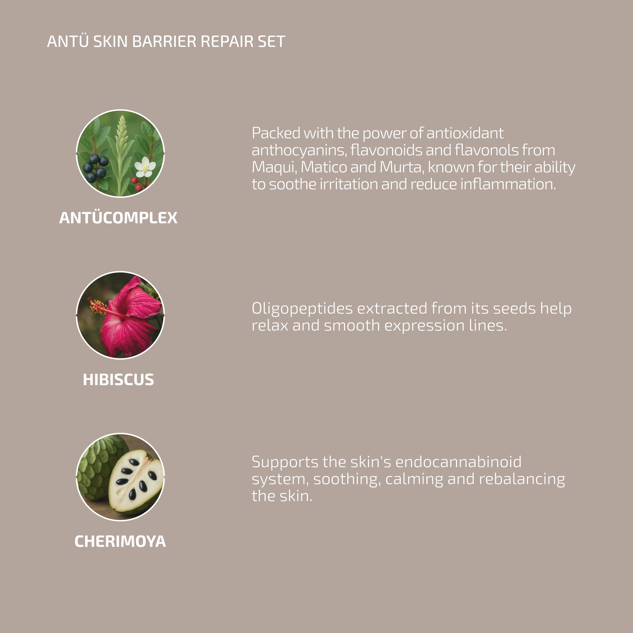 Skin Barrier Repair Serum – Combat Inflammaging & Redensify Mature Skin | ANTÜ (Age: 30-60+)