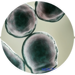Rebalance Skin Microbiome