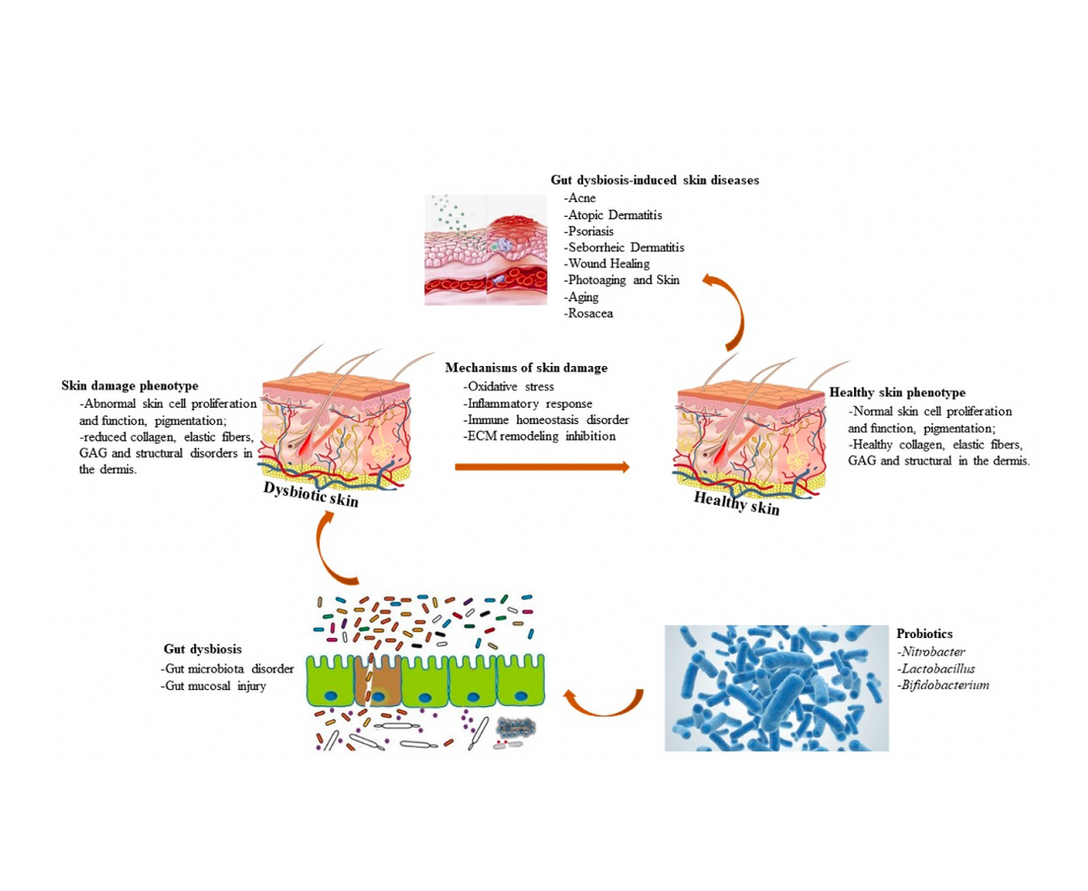 Diagram of skin damage and repair process with illustrations and text on a white background