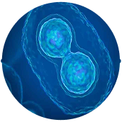 rapid cell division