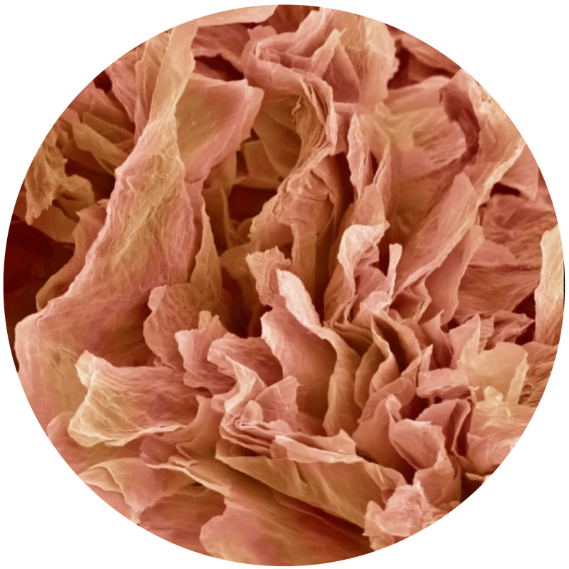 WEAK SKIN  BARRIER
